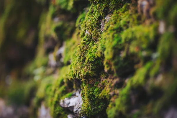 Yeşil yosun doğal bir bölgede kayalık bir yüzeyi kaplar. Bu yakın plan yosunların dokusunu ve detaylarını gösteriyor. Güneş ışığı yeşilliği vurguluyor. Ortam canlı ve canlı görünüyor.
