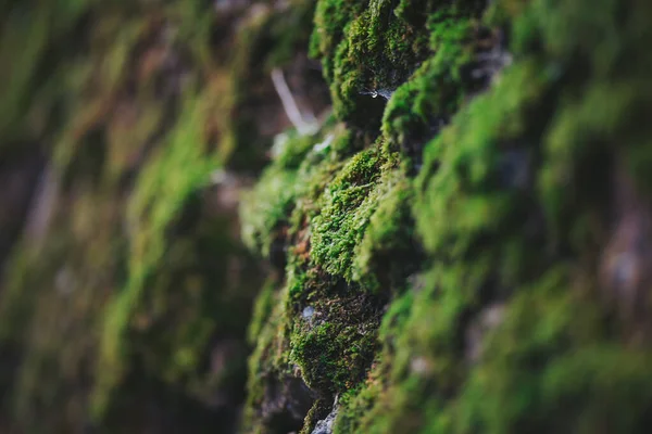 Yeşil yosun doğal bir bölgede kayalık bir yüzeyi kaplar. Bu yakın plan yosunların dokusunu ve detaylarını gösteriyor. Güneş ışığı yeşilliği vurguluyor. Ortam canlı ve canlı görünüyor.
