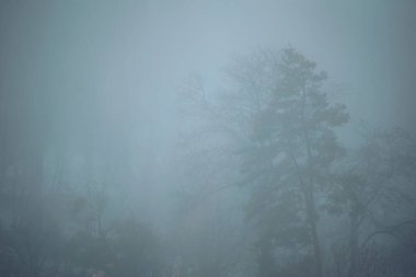 Sabahın erken saatlerinde yoğun sis bir parkta çıplak ağaçları çevrelemektedir. Dalların sisli atmosfere uzanması nedeniyle görüş mesafesi düşük. Sahne soğuk ve sessiz bir ortam gösteriyor.