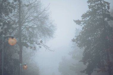 Sabahın erken saatlerinde yoğun sis bir parkta çıplak ağaçları çevrelemektedir. Dalların sisli atmosfere uzanması nedeniyle görüş mesafesi düşük. Sahne soğuk ve sessiz bir ortam gösteriyor.