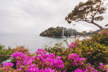 Ön planda parlak pembe çiçekler görülür. Arka planda, bir adada ağaçlar ve tekneler var. Gökyüzü bulutlu ve su hala kıyıya yakın görünüyor. Portofino, İtalya 2025