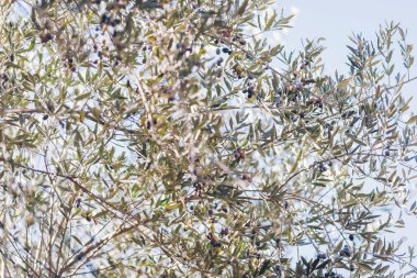 Olgun zeytin ve yeşil yapraklarla dolu bir zeytin ağacının dalları sahne boyunca uzanıyor. Arka plan açık mavi gökyüzünü gösteriyor. Olgun zeytin dalları, bahçe, açık hava.