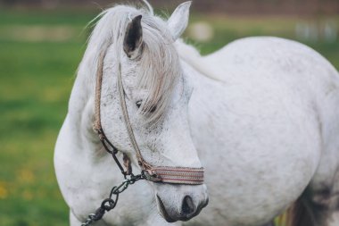Yeşil otlar ve sarı çiçeklerle dolu bir tarlada beyaz bir at duruyor. Güneş, atın yelesinin üzerine parlıyor. Etrafa tuhaf bir şekilde bakıyor.