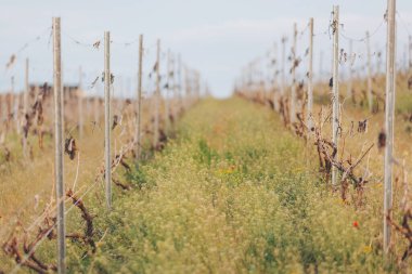 Canlı üzümler yumuşak yamaçlar boyunca kıvrılır, eğri dalları güneşe uzanır. Altın otlar rüzgarda hafifçe sallanıyor, sakin bir kırsal alan yaratıyor.