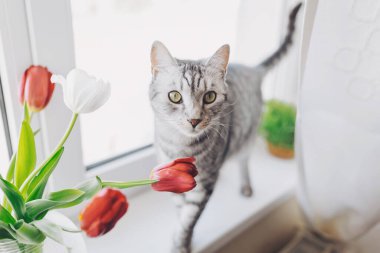 Meraklı gri bir tekir kedi yakınlarda dinlenen canlı pembe laleleri kokluyor. Yumuşak güneş ışığı, doğal güzelliklerle dolu bu huzurlu öğleden sonra sahnesine sıcaklık katar.