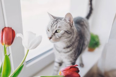 Meraklı gri bir tekir kedi yakınlarda dinlenen canlı pembe laleleri kokluyor. Yumuşak güneş ışığı, doğal güzelliklerle dolu bu huzurlu öğleden sonra sahnesine sıcaklık katar.