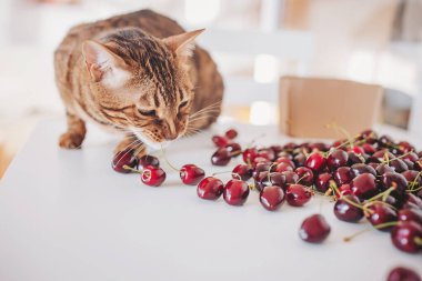 Meraklı bir Bengal kedisi, gün ışığı ve sıcaklığıyla çevrili beyaz bir masaya saçılmış sulu kirazları neşeyle kemiriyor.