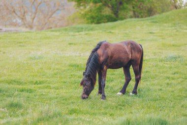 Görkemli kahverengi bir at, sakin bir kırsalda canlı yeşil çimlerde nazikçe otluyor. Ilık bahar güneşi, bu huzurlu manzaranın güzelliğini arttırır. Etrafı sükunetle çevrilidir.