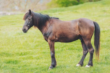 Çarpıcı kahverengi bir at yemyeşil bir çayırda duruyor yelesi hafifçe rüzgarda süzülüyor. Huzurlu manzara, huzur ve güzelliği yansıtan yumuşak tepeler ve canlı bir gökyüzü sergiliyor.
