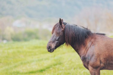 Çarpıcı kahverengi bir at yemyeşil bir çayırda duruyor yelesi hafifçe rüzgarda süzülüyor. Huzurlu manzara, huzur ve güzelliği yansıtan yumuşak tepeler ve canlı bir gökyüzü sergiliyor.