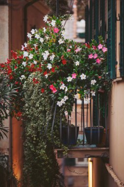 Pembe, kırmızı ve beyaz tonlarında renkli çiçeklerle dolu büyüleyici bir balkon taşar. Kenarlardan dökülür, şehrin göbeğindeki samimi bir sokağa neşe getirir.