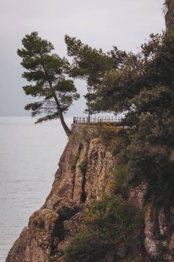 Görkemli bir çam ağacı engebeli bir uçurumun kenarından zarafetle eğilir. Aşağıda, sakin deniz bitmeden uzanıyor. Yakınlarda hafif bir meltem hışırdıyor. Huzur, sahneyi sarar