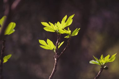 İnce dalların üzerinde narin yeşil yapraklar açar, yumuşak güneş ışığının tadını çıkarırlar. Bu sahne, hayat ve umut dolu bahar uyanışının güzelliğini yakalar.