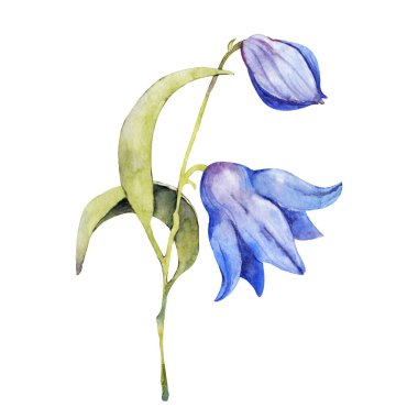 Mavi çan çiçeği, şakayık. El boyası çizimi beyaz arkaplanda izole edilmiş. Düğün baskısı için tasarım, davetiye, tebrikler, Clipart, kartpostal, doğum günü.