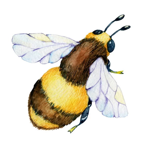 Пчела-насекомое, оса изолирована на белом фоне. Акварельная иллюстрация крупным планом. Дизайн упаковки и упаковки для меда, пищевой промышленности, пчеловодов — стоковое фото