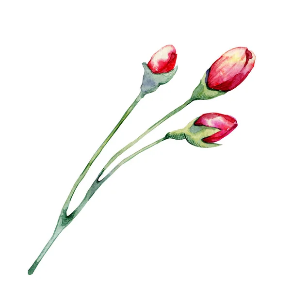 Fleurs Roses Bourgeon Rouge Illustration Aquarelle Main Isolée Sur Fond — Photo