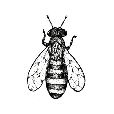 Böcek arısı, beyaz arka planda yaban arısı. Grafik illüstrasyonunu yakın çekim. Bal, gıda endüstrisi ve arı yetiştiricisi için ambalaj ve ambalaj tasarımı