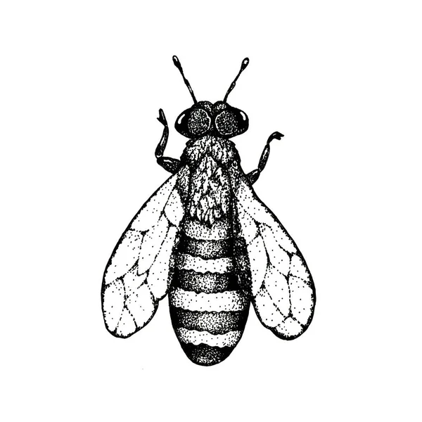 Abeja insecto, avispa aislada sobre fondo blanco. Ilustración gráfica de cerca. Diseño de embalaje y embalaje para miel, industria alimentaria, apicultor —  Fotos de Stock