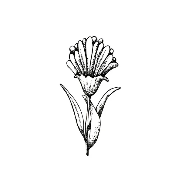 Sylwetka kwiatu. Rysunek czarnej linii, ręcznie rysowana grafika. Projektowanie etykiet, opakowań, opakowań — Zdjęcie stockowe