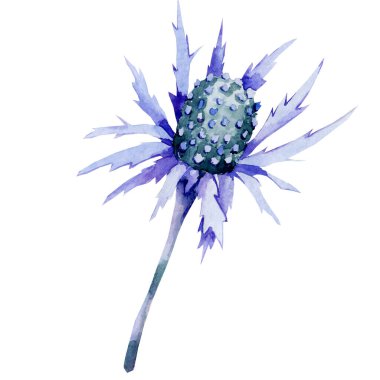 Devedikeni çiçeği, diken. El çizimi suluboya çizimi beyaz arka planda izole edilmiş. Düğün baskısı için tasarım, davetiye, tebrikler, Clipart, kartpostal, doğum günü