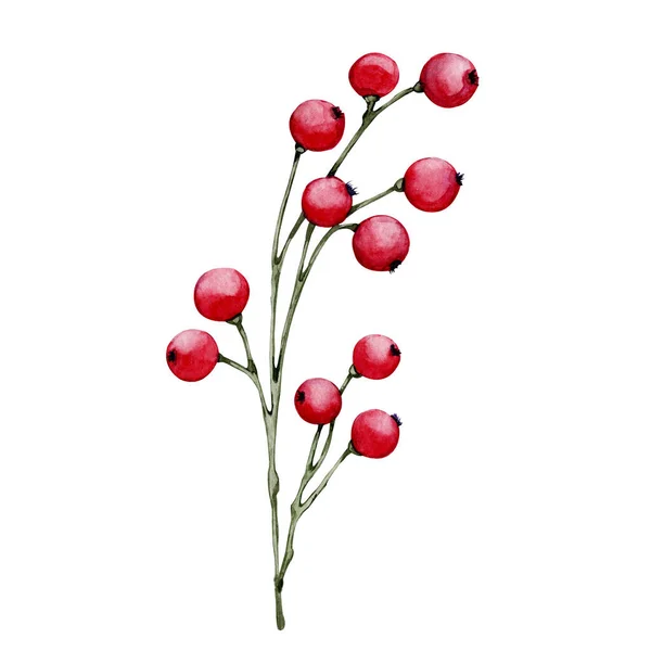 Sprig con bacche rosse. Illustrazione ad acquerello disegnata a mano isolata su sfondo bianco primo piano. Progettazione per materiale stampato matrimonio, invito, congratulazioni, clipart, cartolina, compleanno — Foto Stock