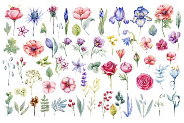 Yaban çiçekleriyle, çayır otlarıyla, botanik çiçekleriyle dolu büyük bir set. Beyaz arka planda elle çizilmiş suluboya çizimi. Düğünler, kartpostallar, davetiyeler, doğum günleri için tasarım