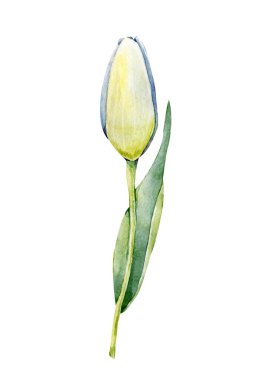 Bahar lalesi çiçeği. El çizimi suluboya çizimi, beyaz arka planda izole bir şekilde yakın plan. Kartlar, kapaklar, davetiyeler için tasarım, tebrikler, Anneler Günü