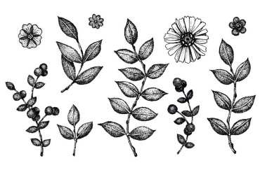 Yaprak, dal, çiçek koleksiyonu. El çizimi ve nokta çizimi. Eski kart, arkaplan, şablon tasarımları için siyah ve beyaz grafikler.