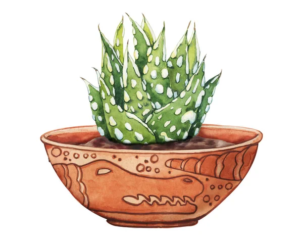 Planta suculenta rosada, cactus de vegetación, plantas tropicales con gotas de rocío en una maceta étnica de cerámica. Ilustración de acuarela dibujada a mano aislada sobre fondo blanco. —  Fotos de Stock