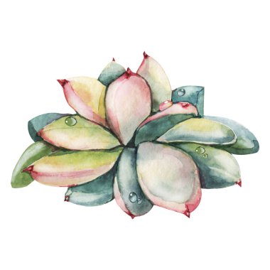 Pembe sulu bitki, yeşil kaktüs, çiğ taneli tropikal bitkiler. El çizimi suluboya çizimi beyaz arka planda izole edilmiş..