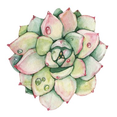 Pembe sulu bitki, yeşil kaktüs, çiğ taneli tropikal bitkiler. El çizimi suluboya çizimi beyaz arka planda izole edilmiş..