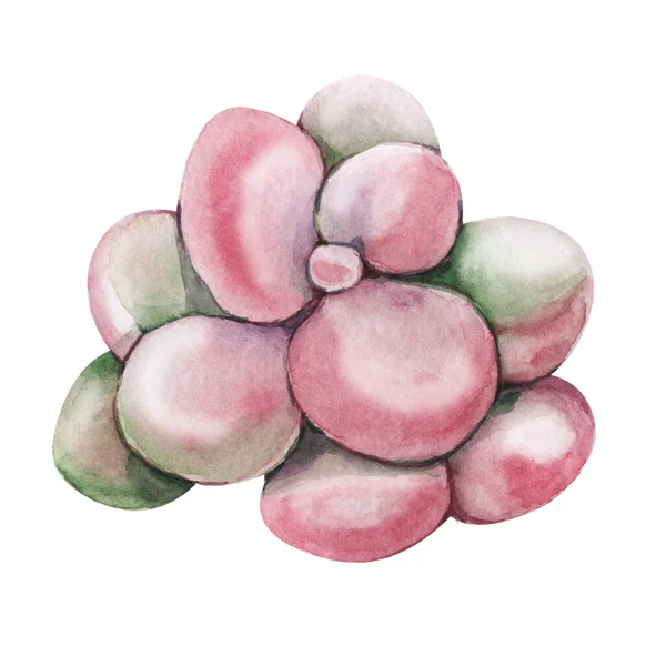 Rózsaszín zamatos növény, zöld kaktusz, trópusi növények harmatcseppekkel. Kézzel rajzolt akvarell illusztráció elszigetelt fehér háttér közelkép. — Stock Fotó