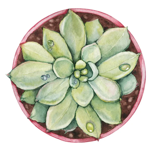 Rosa saftig växt, grönkaktus, tropiska växter med daggdroppar i en keramisk etnisk kruka. Hand dras akvarell illustration isolerad på vit bakgrund närbild. — Stockfoto