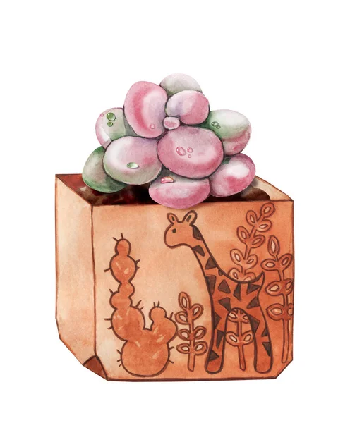 粉红肉质植物，绿色仙人掌，热带植物，有露珠滴在陶瓷少数民族锅。在白色背景特写中孤立的手绘水彩画. — 图库照片