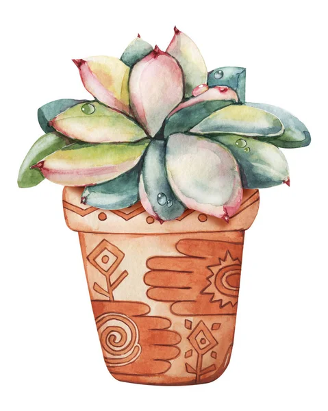 Pink succulent plant, greenery cactus, tropical plants with dew drops in a ceramic ethnic pot. Hand drawn watercolor illustration isolated on white background close-up. — Stock Photo, Image