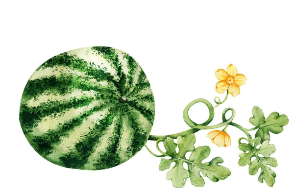 Υδατογραφία ολόκληρο καρπούζι με φύλλα και λουλούδια. Χειροποίητη απεικόνιση που απομονώνεται σε λευκό φόντο. Καλοκαίρι τροπικά φρούτα για κάρτες σχεδίασης, καλύμματα, αυτοκόλλητο, scrapbooking — Φωτογραφία Αρχείου
