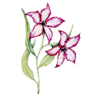 Anemone çiçeği, kızıl tomurcuk. El boyası çizimi beyaz arkaplanda izole edilmiş. Düğün baskısı için tasarım, davetiye, tebrikler, Clipart, kartpostal, doğum günü