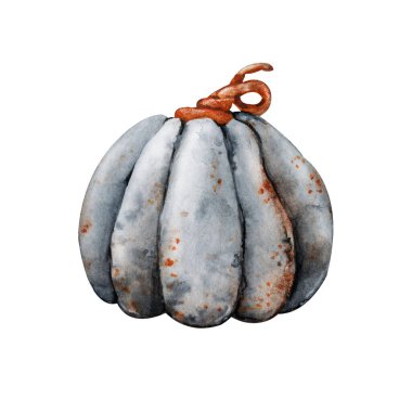 Gri balkabağı, beyaz arka planda izole edilmiş. El çizimi suluboya çizimi. Altın sonbahar temalı ürün tasarımı ve Cadılar Bayramı, yemek ve menü