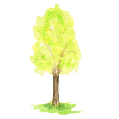 Beyaz arkaplanda izole edilmiş suluboya Bahar Yeşil Ağaç El çizimi.