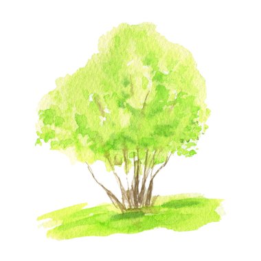 Suluboya Bahar Yeşili Ağaç El çizimi. Orman taze yeşil çalı beyaz arka planda izole.