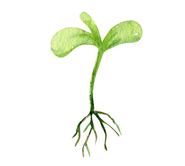 Ung Grön groddar växer ut från jord isolerad på vit bakgrund, akvarell illustration — Stockfoto