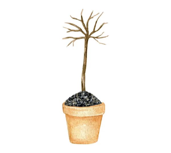 Jeune pousse d'arbre vert poussant à partir du sol pot de fleurs en céramique isolé sur fond blanc, illustration aquarelle — Photo