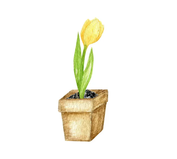 Primavera tulipán acuarela ilustración dibujada a mano. Flor de tulipán que crece del bulbo en maceta de cerámica. Florecientes flores de primavera ilustración botánica —  Fotos de Stock