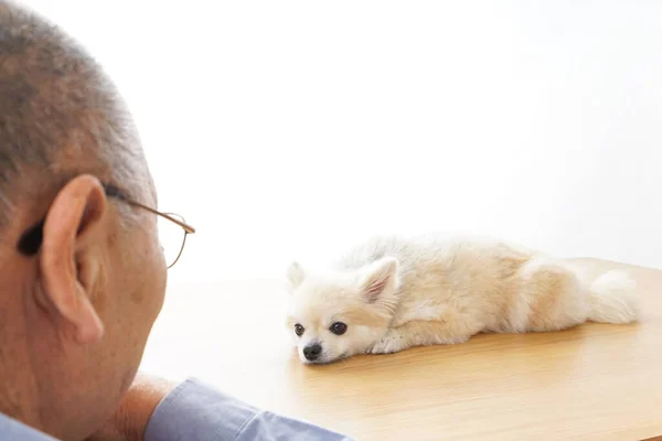 Uomo Anziano Guardando Cane Carino — Foto Stock