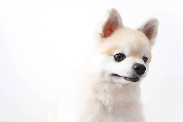 Hübscher Hund Auf Weißem Hintergrund — Stockfoto