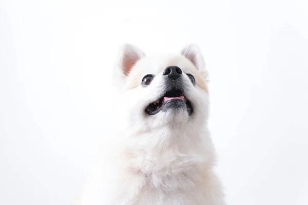 Cão Bonito Fundo Branco — Fotografia de Stock