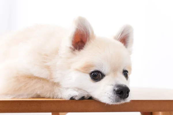 Cão Bonito Fundo Branco — Fotografia de Stock