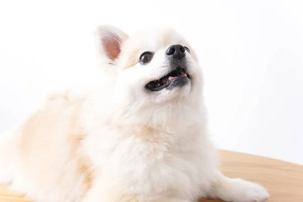 Όμορφο Σκυλί Λευκό Φόντο — Φωτογραφία Αρχείου