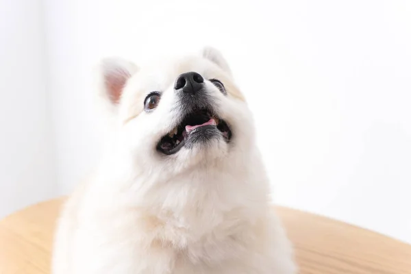 Ładny Pies Białym Tle — Zdjęcie stockowe