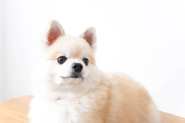 Bonito Perro Sobre Fondo Blanco — Foto de Stock